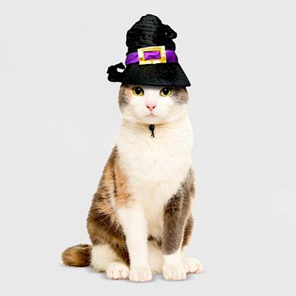Witch hat pet costume
